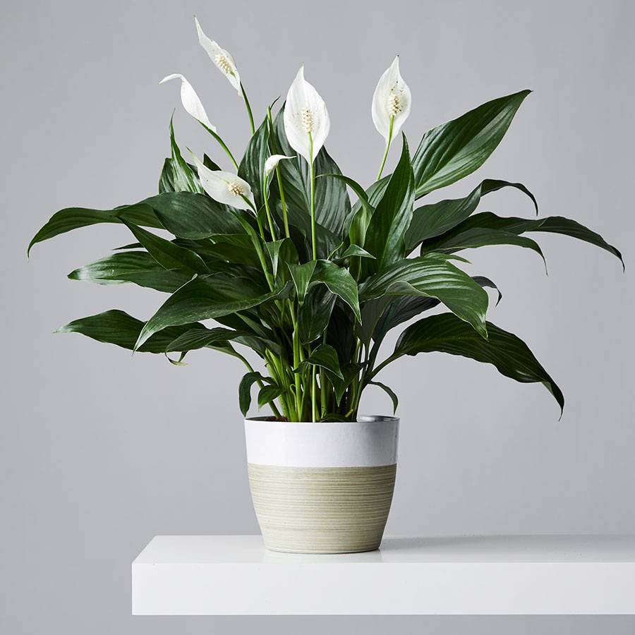 Product: Peace Lily (Spathiphyllum)